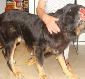 Εικόνες φρίκης: Πυροβόλησαν σκυλί στο μάτι‏ στην Πάτρα - Ευτυχώς το ζώο μεταφέρθηκε γρήγορα σε κτηνίατρο και του χορηγείται αντιβίωση - Κυρίως Φωτογραφία - Gallery - Video