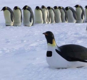 'Εβγαλαν την... μπέμπελη οι πιγκουίνοι & οι πολικές αρκούδες - Η Ανταρκτική «χτύπησε» τους 17 βαθμούς Κελσίου! 