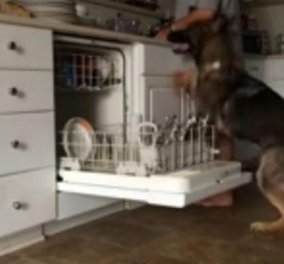 Το βίντεο της ημέρας: Ο σκύλος που βοηθάει στο πλύσιμο των πιάτων! Απολαύστε τον!