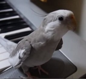 Smile βίντεο: Ποιος είναι καλύτερος μουσικός; Ο πιανίστας ή ο παπαγάλος; 