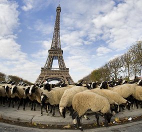Μετρούν... προβατάκια στον Πύργο του Άιφελ - Βοσκοί διαμαρτυρήθηκαν κατά των λύκων, φέρνοντας τα κοπάδια τους στην «καρδιά» του Παρισιού!