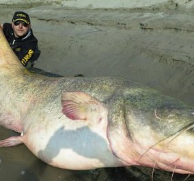 Αυτή είναι ψαριά: Δείτε το γατόψαρο τέρας 127 κιλών που έπιασαν στην Ιταλία!