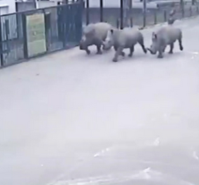 Το βίντεο της ημέρας: 3 ρινόκεροι τη... «σκαπουλάρουν» από ζωολογικό κήπο ενώ ο φύλακας κοιμάται!