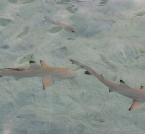 Απίθανο βίντεο: 100νταδες καρχαρίες βγήκαν για... αναζήτηση τροφής στη Λουισιάνα - Μπρρρρ!