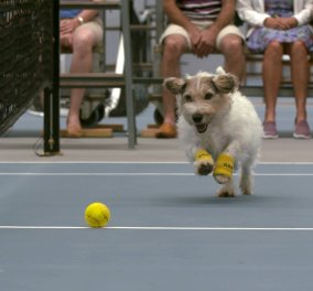 3 σκύλοι μαζεύουν τα μπαλάκια του τένις σε αγώνα της Venus Williams - Τρελά ωραίο βίντεο! 