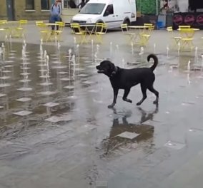Δείτε το βίντεο: Αξιολάτρευτος σκύλος χορεύει στους ρυθμούς του... συντριβανιού!