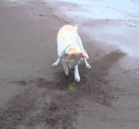 Smile: Δείτε αυτό το απεγνωσμένο σκυλάκι να προσπαθεί να πιάσει το frisbee του!(Βίντεο)