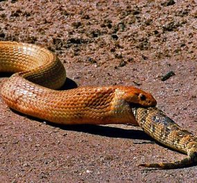 Το βίντεο της ημέρας: Ένα φίδι-γίγας κατάπιε ένα ολόκληρο άλλο φίδι με μια χαψιά!