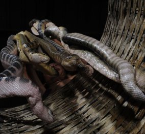 Το σούπερ μοναδικό βίντεο της ημέρας: Χιλιάδες δηλητηριώδη φίδια ψαρεύουν οι Ταϊλανδοί & το National Geographic δείχνει με καμάρι καρέ-καρέ!