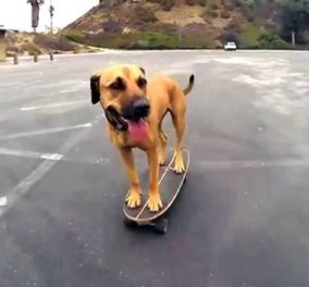 Smile βίντεο: Ο γλυκύτατος σκυλάκος Bamboo κάνει skate και.. ξεσηκώνει τα πλήθη