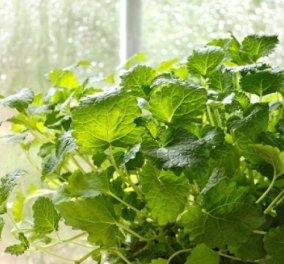 Λεβάντα, βασιλικός & λουίζα: Αυτά είναι τα φυτά που διώχνουν τα κουνούπια για να... εξοπλίσετε το μπαλκόνι σας!