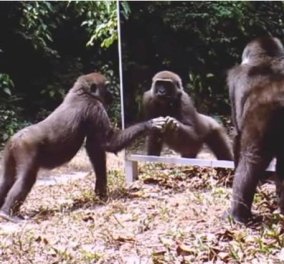 To video της ημέρας: Άγρια ζώα κοιτάζονται στον καθρέπτη για πρώτη φορά! Φοβερές αντιδράσεις