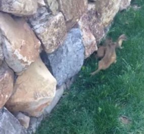Απίθανο βίντεο: Νεαρές νυφίτσες προσπαθούν να σκαρφαλώσουν σε πέτρινο τοίχο, ακολουθώντας την μαμά τους!