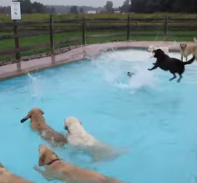 Αυτό θα πει pool party! Πόσοι σκύλοι μπορούν να βουτήξουν σε μια πισίνα; Πολύ γέλιο!