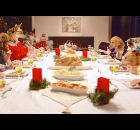 Το πιο χαριτωμένο Χριστουγεννιάτικο βίντεο: Σκυλάκια τρώνε γύρω από το γιορτινό τραπέζι ανθρώπινα χέρια στο τραπέζι των Χριστουγέννων!