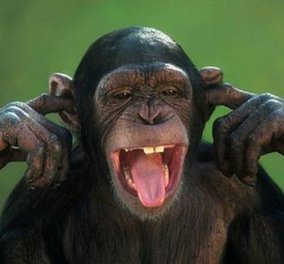 Οι χιμπατζήδες μπορούν να μαθαίνουν ξένες γλώσσες σύμφωνα με έρευνα Βρετανών επιστημόνων!