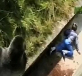 Συγκλονιστικό βίντεο: Γορίλας προστατεύει 5χρονο αγοράκι, που πέφτει στο κλουβί του σε ζωολογικό κήπο 
