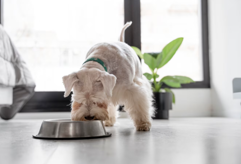 Πολλά σκυλάκια δε χορταίνουν να τρώνε γαρίδες - Πόσο ασφαλές φαγητό είναι όμως για αυτά ;