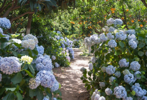 Εδώ θα παντρευτεί ο Στέφανος Κασσελάκης: Ο εξωτικός κήπος των αισθήσεων με φρουτόδεντρα, βότανα & μπαχαρικά – Μία «περιπλάνηση» ψυχής (φωτό & βίντεο)