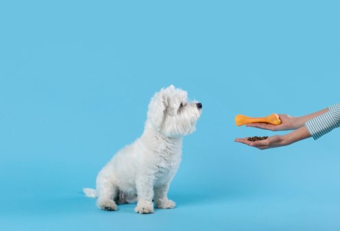 Τα 4 πορτοκαλί & πολύ θρεπτικά λαχανικά που μπορείτε να εντάξετε στη διατροφή του σκυλάκου σας χωρίς να κινδυνεύει η υγεία του - Πάντα με τη συμβουλή του κτηνίατρού σας !