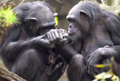 Βίντεο που συγκινεί: Χιμπατζίνα δεν αποχωρίζεται το νεκρό μωρό της εδώ και 3 μήνες – Το κουβαλάει παντού μαζί της 
