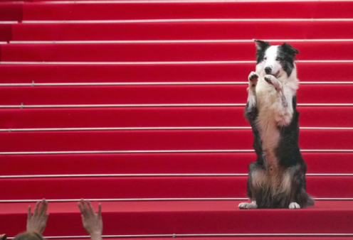 Μέσσι, ο σκύλος star: Πόζαρε στο κόκκινο χαλί του Φεστιβάλ Καννών – «Έκλεψε» τις εντυπώσεις & τις καρδίες μας (φωτό & βιντεο)