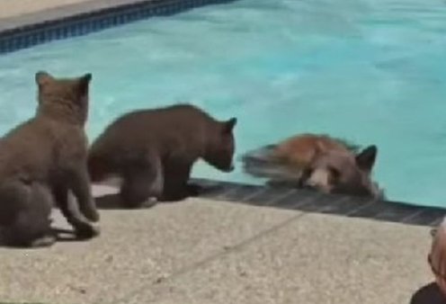 Δείτε το βίντεο με την αρκούδα να δροσίζεται στην ιδιωτική πισίνα ενώ τα μικρά της διστάζουν - Ο ένοικος του σπιτιού καταγράφει τη στιγμή