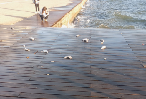 Σοκάρουν οι εικόνες με τα νεκρά ποντίκια στην παραλία της Θεσσαλονίκης - Πως βρέθηκαν στο πιο πολυσύχναστο σημεία της πόλης (βίντεο)