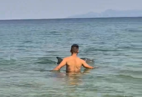 Δείτε βίντεο: Δελφίνι βγαίνει σε ακτή στην Νέα Πέραμο της Καβάλας - Εθελοντές το βοήθησαν για να επιστρέψει στα βαθιά