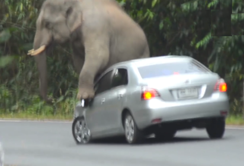 Βίντεο: Ελέφαντας σε πάρκο τα «βάζει» με αυτοκίνητο - Το χτυπά με την προβοσκίδα, ανεβαίνει στο καπό