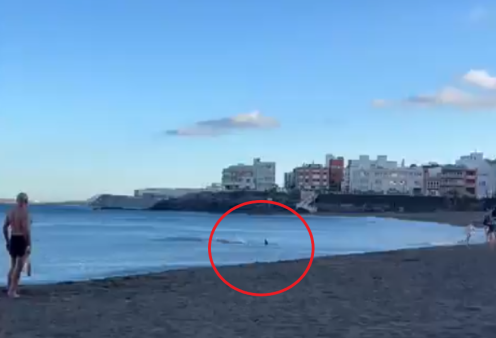 Καρχαρίας βγήκε στην ακτή: Έντρομοι λουόμενοι ουρλιάζουν και τρέχουν να βγουν από το νερό - Τους έσωσε ο ναυαγοσώστης, δείτε τα βίντεο