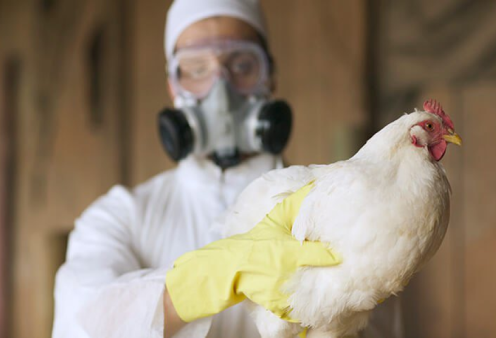 Παγκόσμιος συναγερμός: Πρώτος θάνατος ανθρώπου εξαιτίας της γρίπης των πτηνών - Τα συμπτώματα που παρουσίασε ο 59χρονος