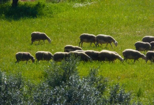 Κόκκινος συναγερμός για τα αλλεπάλληλα κρούσματα πανώλης σε όλη τη χώρα: 13.000 αιγοπρόβατα έχουν ήδη θανατωθεί