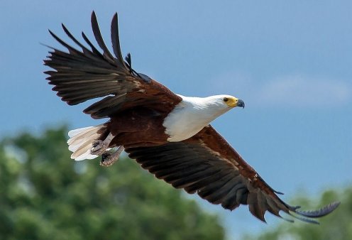 Βασιλικός αετός άρπαξε κοριτσάκι 20 μηνών: Η μητέρα της έπεσε πάνω του και το πήρε πίσω από τα νύχια του - Σοκαριστικές μαρτυρίες 