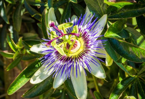 Passiflora (Passionflower): Το Βότανο της Χαλάρωσης και της Ανακούφισης