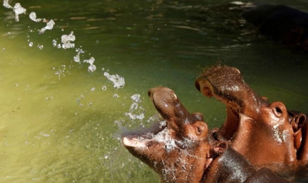 Δύο ιπποπόταμοι παίζουν με το νερό, στον ζωολογικό κήπο του Λος Άντζελες - Picture: REUTERS / MARIO ANZUONI