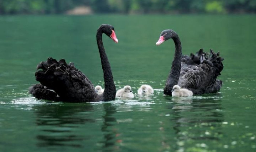 Ενα πανέμορφο ζευγάρι μαύρων κύκνων κολυμπά μαζί με τα μικρά του στη λίμνη Μπαοφένγκ, στην Κίνα - Picture: Xinhua/Barcroft 