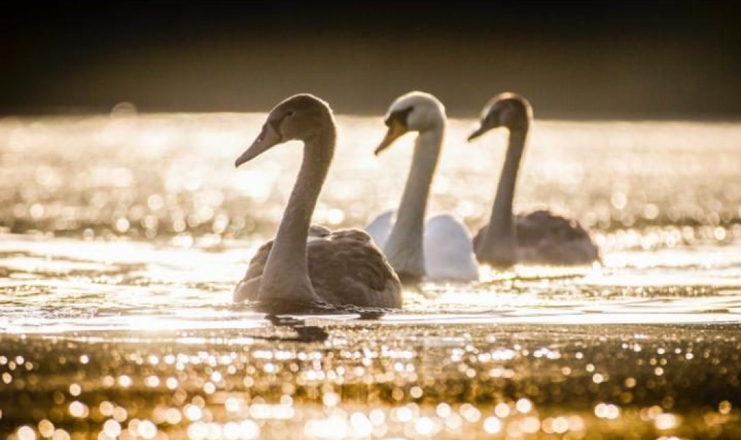 Τρεις πανέμορφοι κύκνοι, μια μητέρα με τα δύο παιδιά της, απολαμβάνουν τα νερά του Golden Acre στο Λιντς - Picture: Andrew McCaren/ LNP