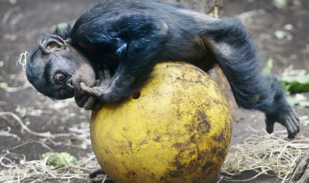 Ένας μικρός χιμπαντζής, στον ζωολογικό κήπο της Φρανκφούρτης, χαλαρώνει πάνω σε μια μπάλα - Picture: AP/Michael Probst