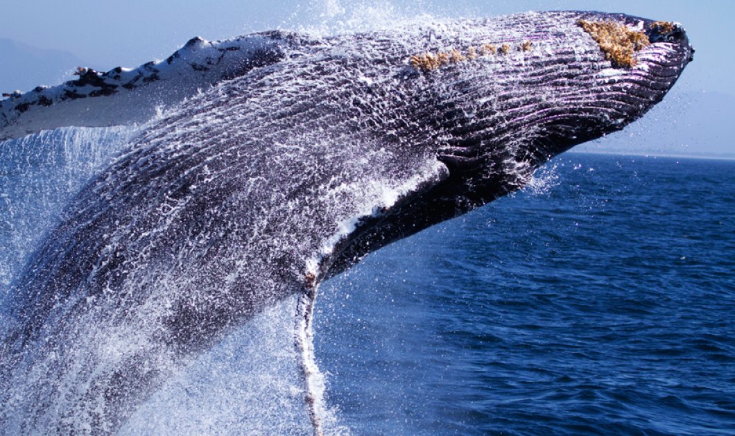 Συναρπαστικό θέαμα - η ανάδυση της γιγαντιαίας φάλαινας από τα νερά στο Monterey Bay της Καλιφορνίας! Picture: Sanctuary Cruises/Caters