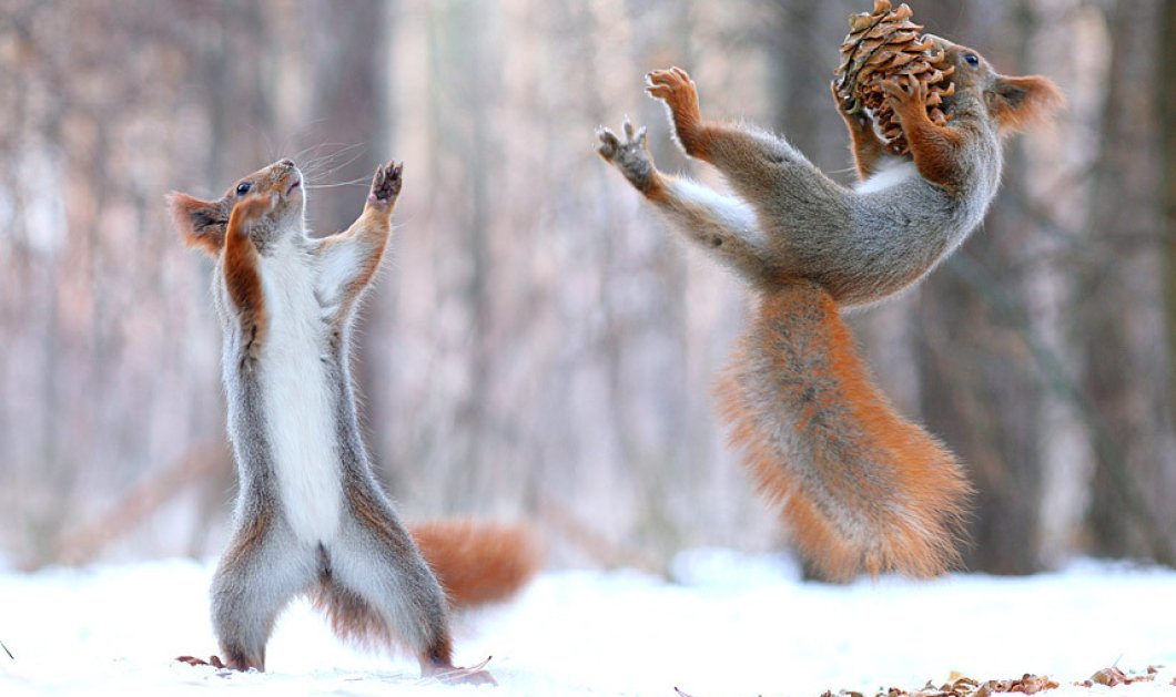 7/2/2015 - Το εντυπωσιακό καρέ στην διάρκεια της μάχης ανάμεσα σε δύο σκίουρους για ένα βελανίδι! Picture: Vadim Trunov/Solent