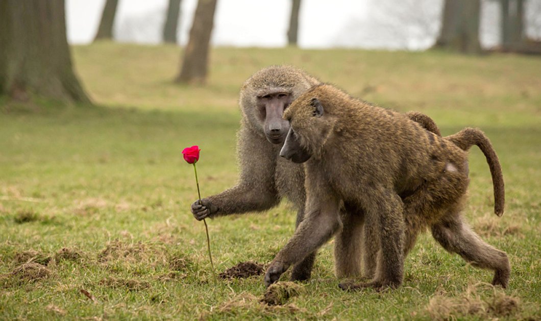 14/2/2015 - Ποιος σας είπε ότι τα ζώα δεν γιορτάζουν τον Αγ. Βαλεντίνο; Εκπληκτική φωτό με δύο μπαμπουίνους! Picture: Knowsley Safari Park