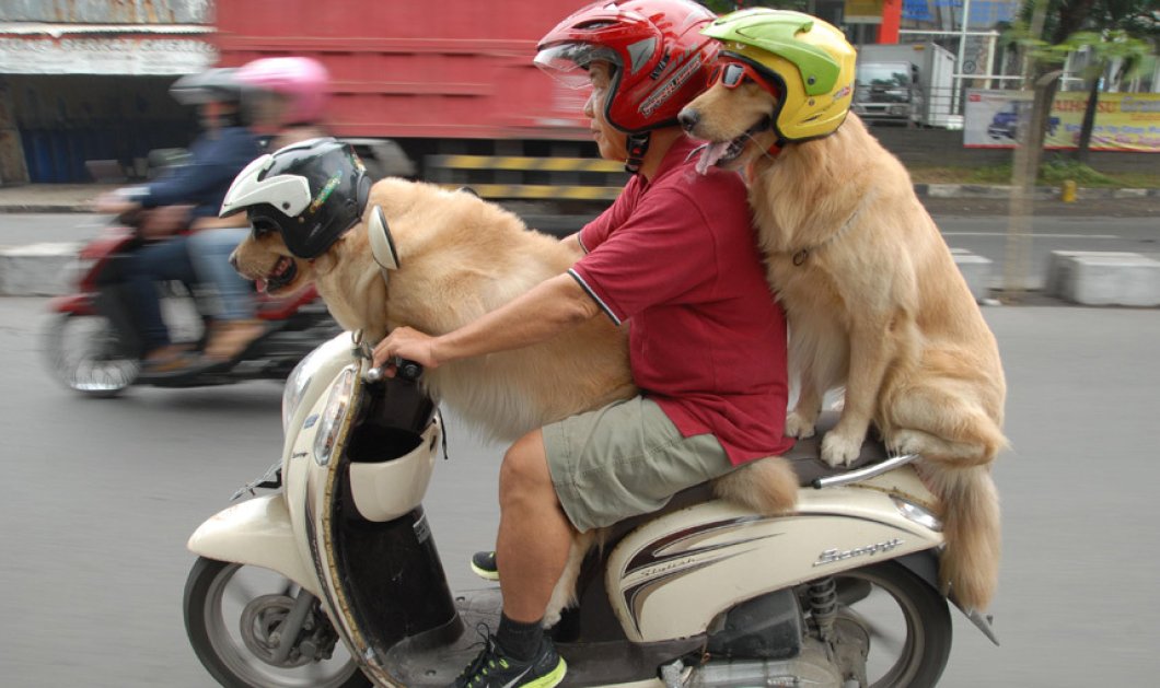 18/03/2015 - Easy riders τα σκυλιά της φωτό που απολαμβάνουν την βόλτα τους με το μηχανάκι στην Σουραμπάγια της Ινδονησίας! Picture: Exclusivepix Media