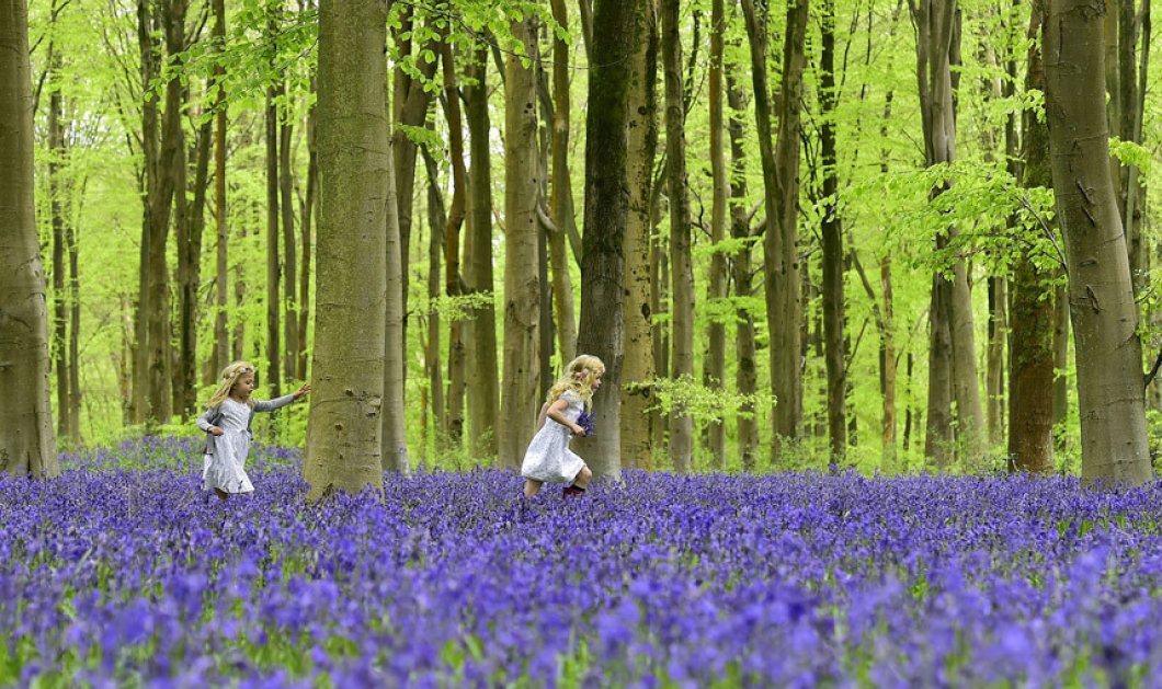 5/5/2015 - Πανέμορφη εικόνα με δύο παιδάκια να παίζουν στο ''μπλε'' δάσος του Marlborough στην Αγγλία - Picture: REUTERS/Toby Melville