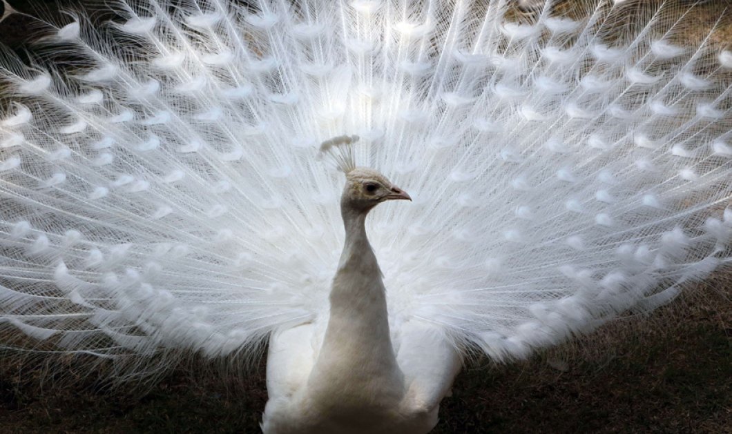 6/5/2015 - Εντυπωσιακή φωτό με το λευκό παγώνι να θαμπώνει με την ομορφιά του ανοίγοντας τα φτερά του - Picture: YOSHIKAZU TSUNO/AFP/Getty Images