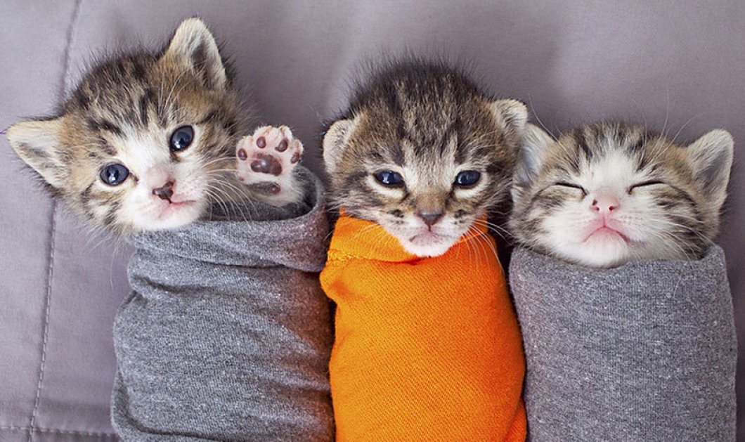 Αυτά τα γατάκια ποιος θα τα φιλήσει; Picture: Best Friends/REX Shutterstock - Telegraph.co.uk