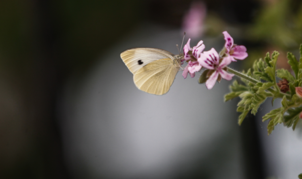 Φωτογραφία ημέρας: Η ασύγκριτη ομορφιά της πεταλούδας - (ΘΑΝΑΣΗΣ ΚΑΛΛΙΑΡΑΣ/EUROKINISSI)