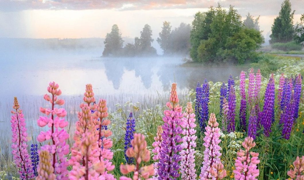Τα χρώματα του καλοκαιριού στην Φινλανδία - Φωτό ημέρας από τον @Jukka Paakkinen 