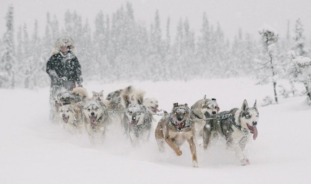 Φωτό ημέρας το κλικ του @kiliiiyuyan από την Αλάσκα - Η Alison Lifka προπονείται για το Trail Sled Dog Race - @natgeotravel