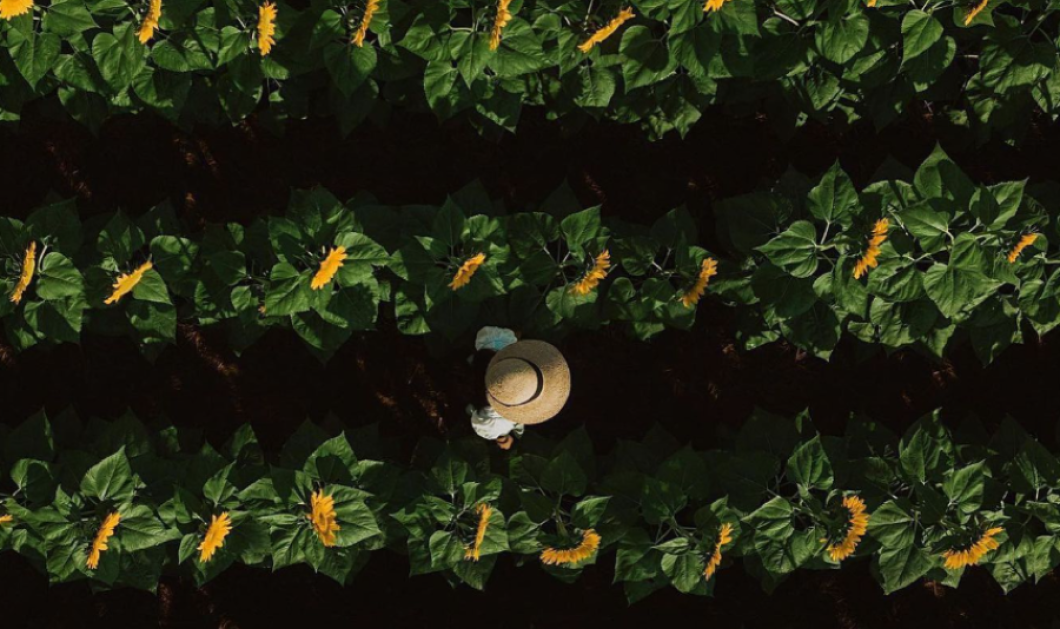 Φωτογραφία ημέρας: Sunflower Farm in Philippines by Carson Moody